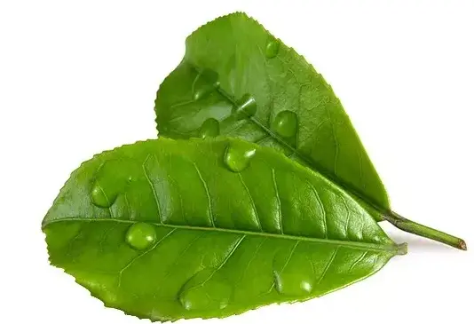 上海古镇游_朱家角放生桥_朱家角和枫泾古镇哪个更适合带对象一日游