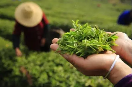 上海古镇游_朱家角放生桥_朱家角和枫泾古镇哪个更适合带对象一日游