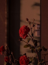 我死于和白蓁了解第十年的雪夜